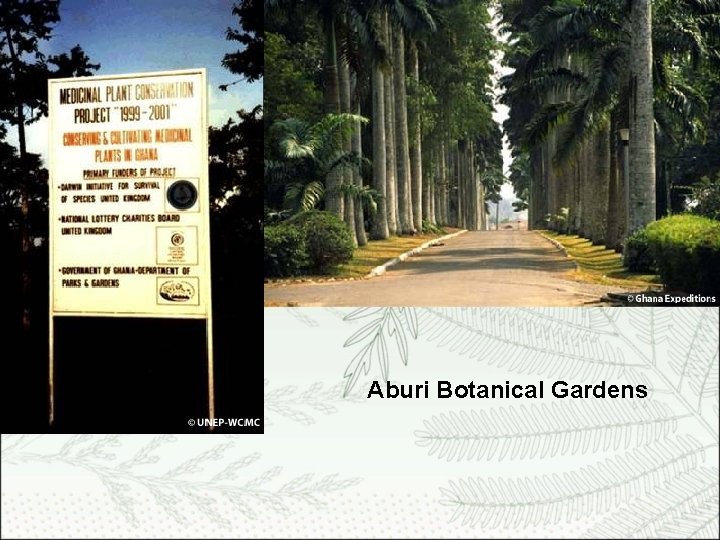 Aburi Botanical Gardens 