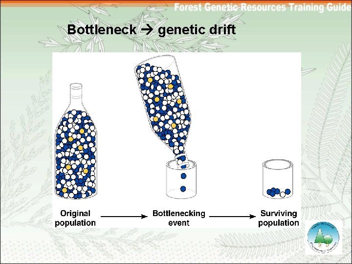 Bottleneck genetic drift 