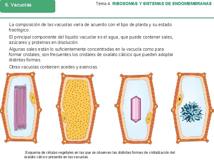 5. Vacuolas Tema 4. RIBOSOMAS Y SISTEMAS DE ENDOMEMBRANAS La composición de las vacuolas