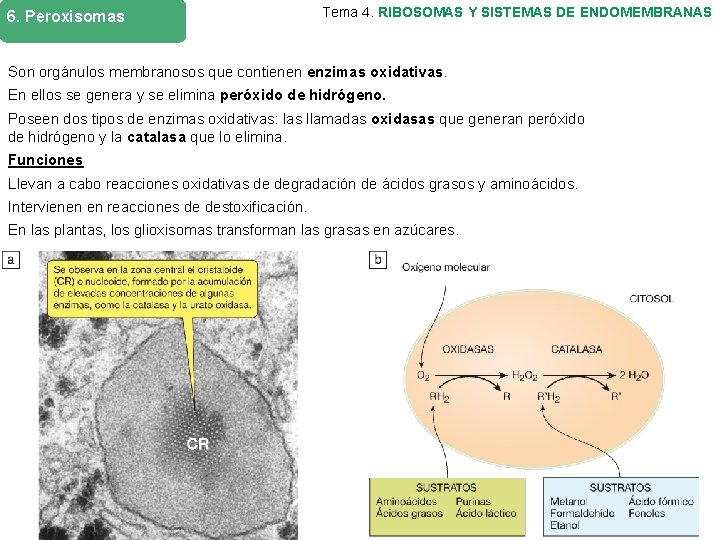 6. Peroxisomas Tema 4. RIBOSOMAS Y SISTEMAS DE ENDOMEMBRANAS Son orgánulos membranosos que contienen