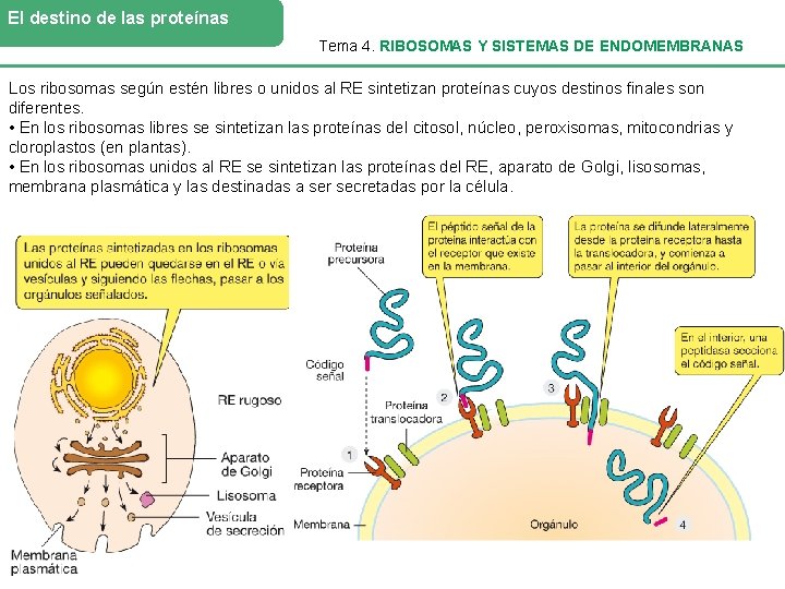 El destino de las proteínas Tema 4. RIBOSOMAS Y SISTEMAS DE ENDOMEMBRANAS Los ribosomas