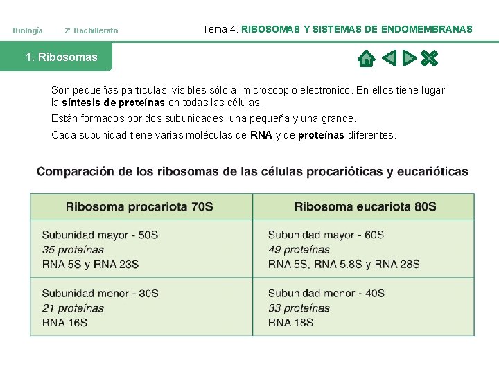 Biología 2º Bachillerato Tema 4. RIBOSOMAS Y SISTEMAS DE ENDOMEMBRANAS 1. Ribosomas Son pequeñas