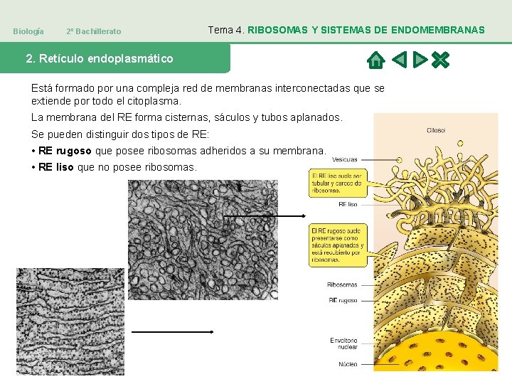 Biología 2º Bachillerato Tema 4. RIBOSOMAS Y SISTEMAS DE ENDOMEMBRANAS 2. Retículo endoplasmático Está