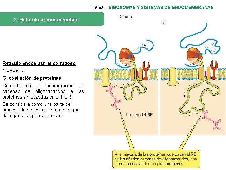 Tema 4. RIBOSOMAS Y SISTEMAS DE ENDOMEMBRANAS 2. Retículo endoplasmático rugoso Funciones Glicosilación de