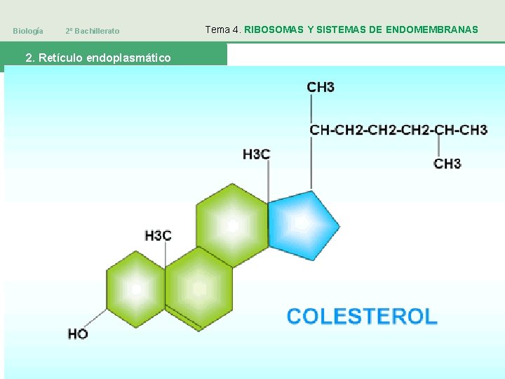 Biología 2º Bachillerato 2. Retículo endoplasmático Tema 4. RIBOSOMAS Y SISTEMAS DE ENDOMEMBRANAS 