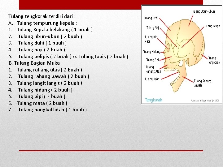 Tulang tengkorak terdiri dari : A. Tulang tempurung kepala : 1. Tulang Kepala belakang