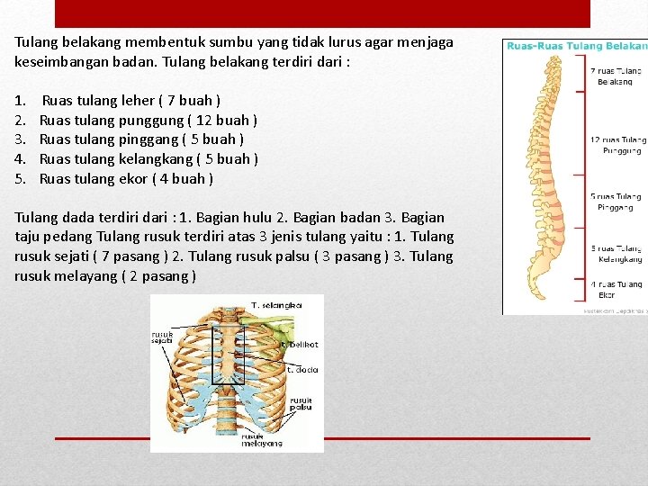 Tulang belakang membentuk sumbu yang tidak lurus agar menjaga keseimbangan badan. Tulang belakang terdiri