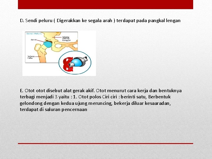 D. Sendi peluru ( Digerakkan ke segala arah ) terdapat pada pangkal lengan E.