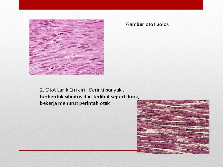 Gambar otot polos 2. Otot Lurik Ciri ciri : Berinti banyak , berbentuk silindris