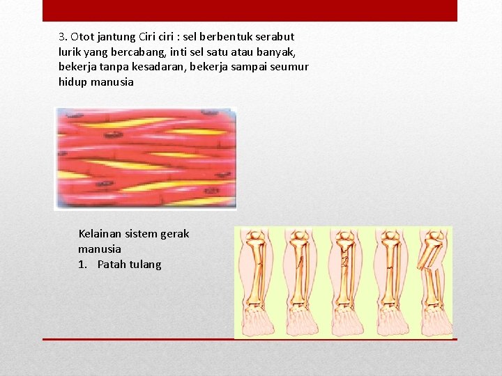 3. Otot jantung Ciri ciri : sel berbentuk serabut lurik yang bercabang, inti sel