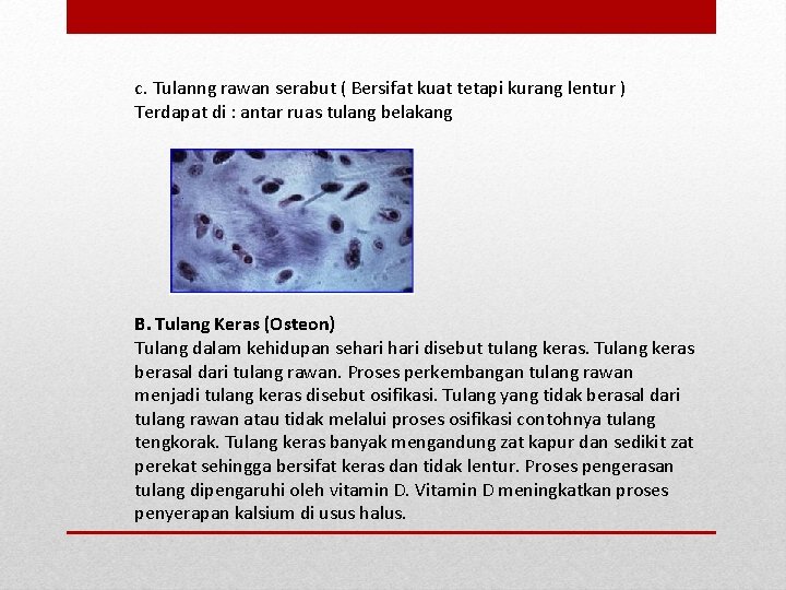 c. Tulanng rawan serabut ( Bersifat kuat tetapi kurang lentur ) Terdapat di :