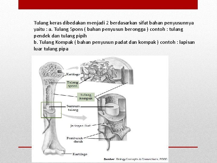 Tulang keras dibedakan menjadi 2 berdasarkan sifat bahan penyusunnya yaitu : a. Tulang Spons