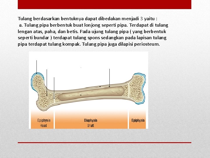 Tulang berdasarkan bentuknya dapat dibedakan menjadi 3 yaitu : a. Tulang pipa berbentuk buat