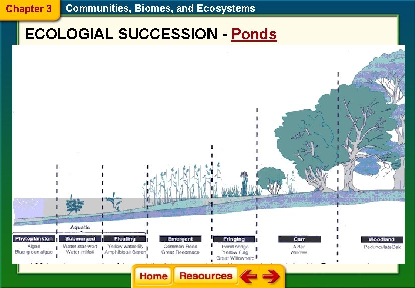 Chapter 3 Communities, Biomes, and Ecosystems ECOLOGIAL SUCCESSION - Ponds 