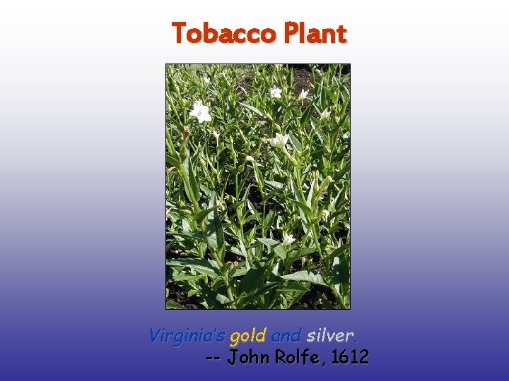 Tobacco Plant Virginia’s gold and silver. -- John Rolfe, 1612 