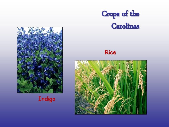 Crops of the Carolinas Rice Indigo 