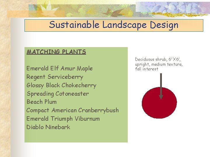 Sustainable Landscape Design MATCHING PLANTS Emerald Elf Amur Maple Regent Serviceberry Glossy Black Chokecherry