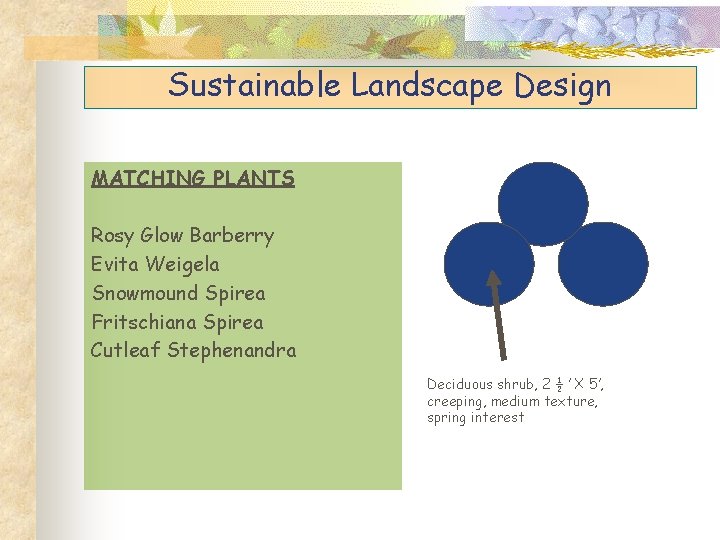 Sustainable Landscape Design MATCHING PLANTS Rosy Glow Barberry Evita Weigela Snowmound Spirea Fritschiana Spirea