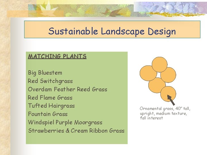 Sustainable Landscape Design MATCHING PLANTS Big Bluestem Red Switchgrass Overdam Feather Reed Grass Red