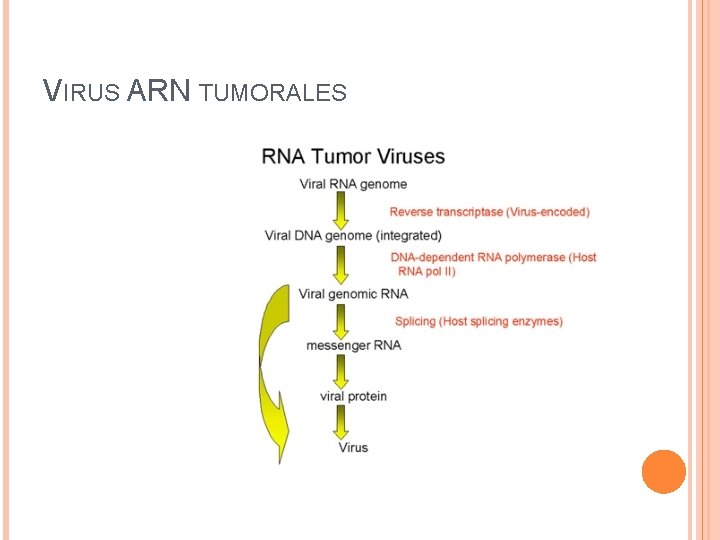 VIRUS ARN TUMORALES 