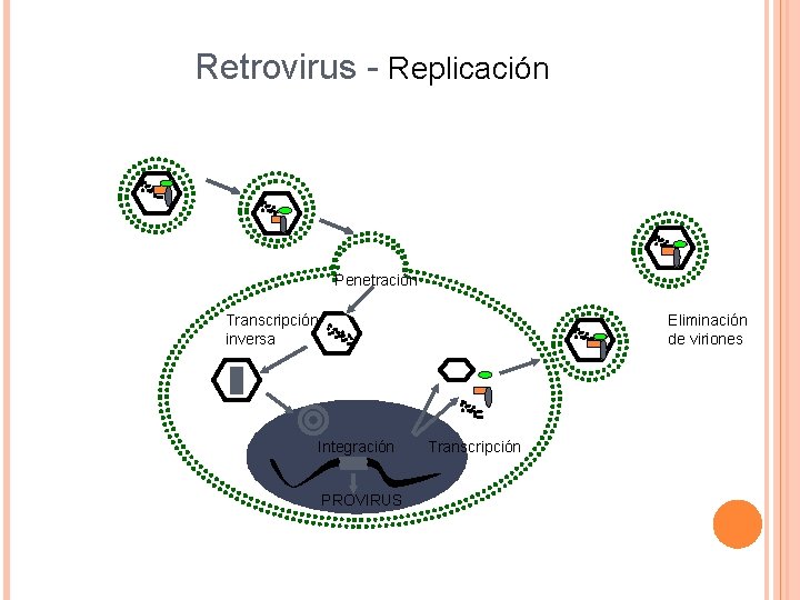 Retrovirus - Replicación Penetración Transcripción inversa Integración PROVIRUS Eliminación de viriones Transcripción 