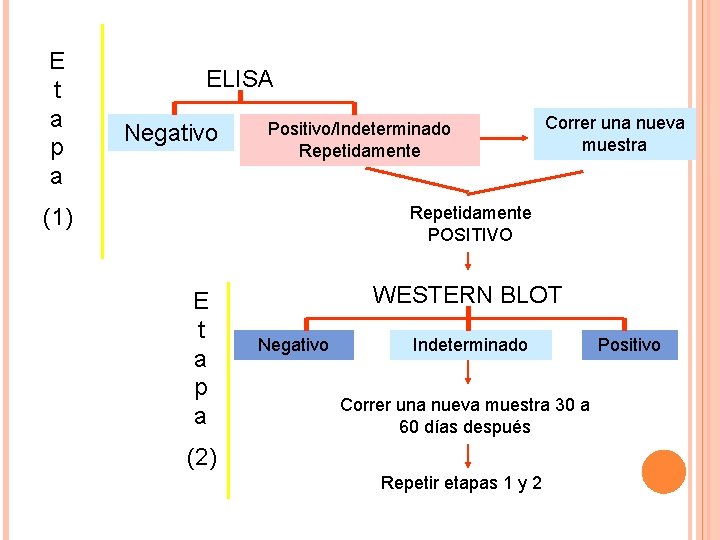 E t a p a TAMIZAJE SEROLOGICO ELISA Negativo Positivo/Indeterminado Repetidamente Correr una nueva