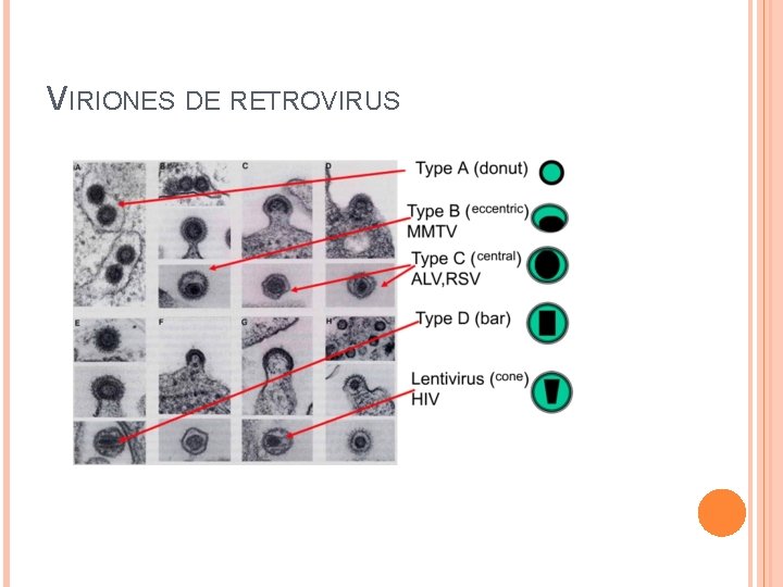VIRIONES DE RETROVIRUS 