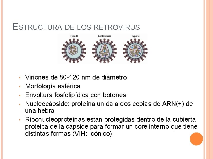 ESTRUCTURA DE LOS RETROVIRUS • • • Viriones de 80 -120 nm de diámetro