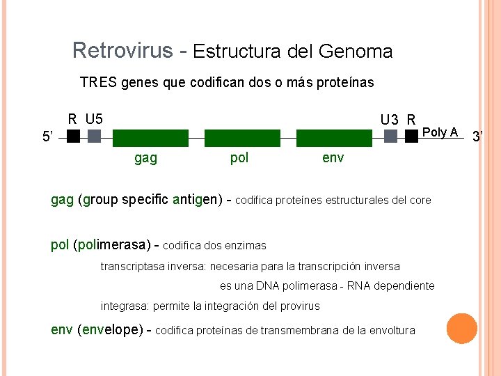 Retrovirus - Estructura del Genoma TRES genes que codifican dos o más proteínas R