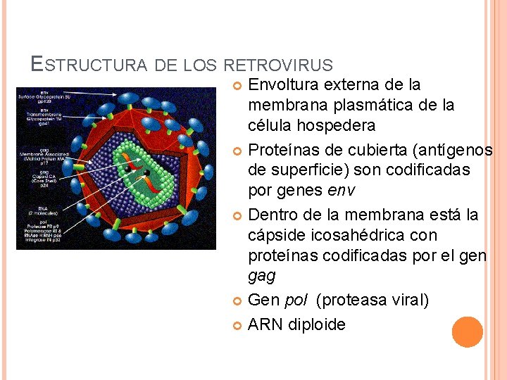 ESTRUCTURA DE LOS RETROVIRUS Envoltura externa de la membrana plasmática de la célula hospedera