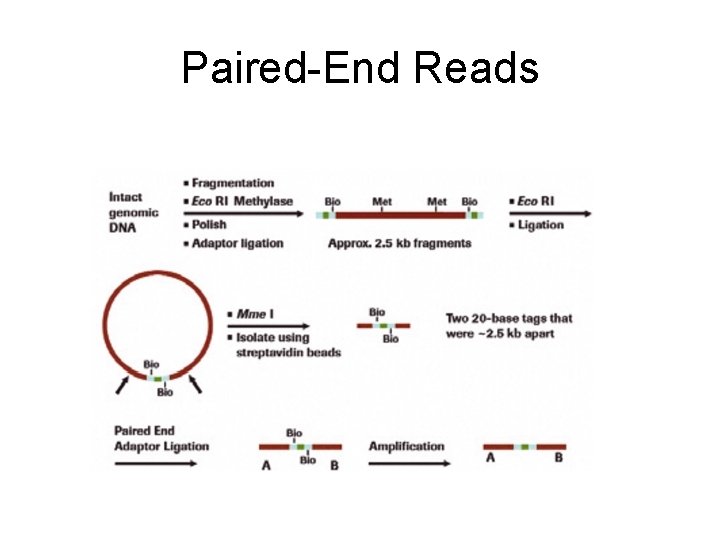 Paired-End Reads 