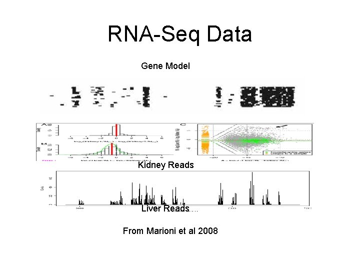 RNA-Seq Data Gene Model Kidney Reads Liver Reads From Marioni et al 2008 