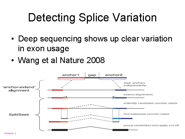 Detecting Splice Variation • Deep sequencing shows up clear variation in exon usage •