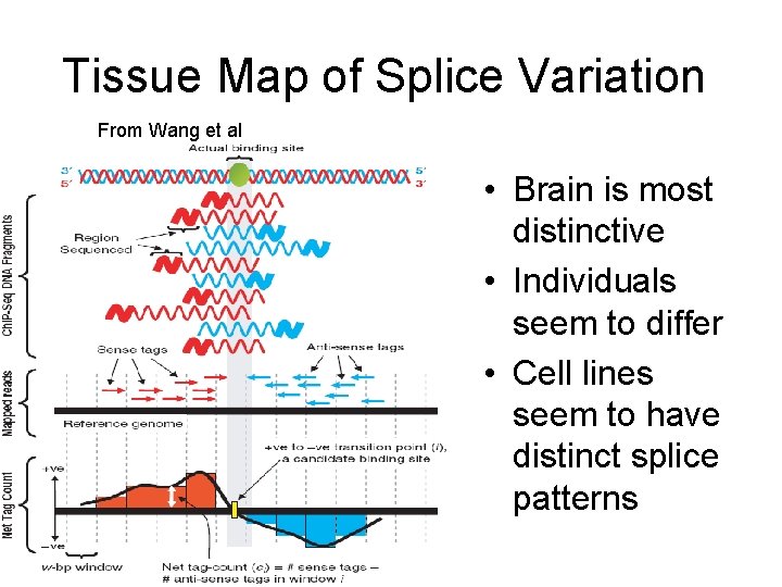 Tissue Map of Splice Variation From Wang et al • Brain is most distinctive