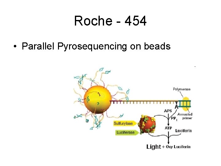 Roche - 454 • Parallel Pyrosequencing on beads 