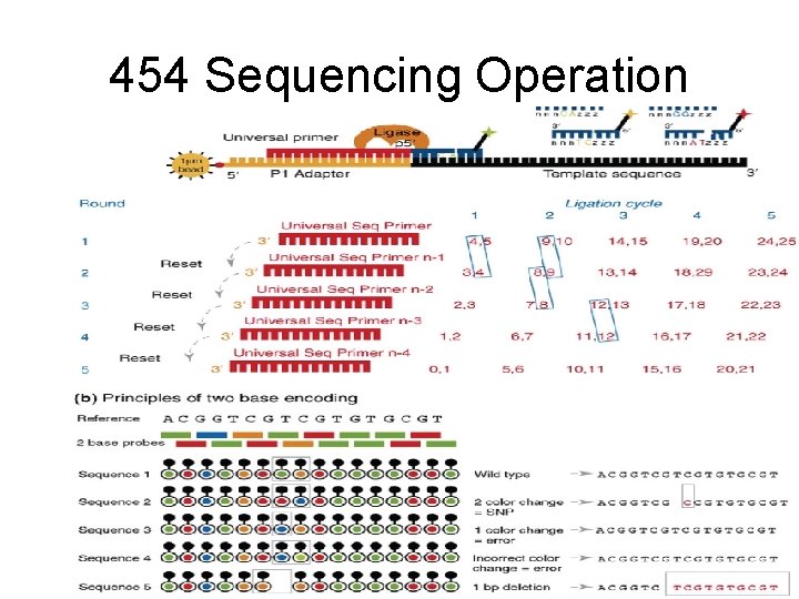 454 Sequencing Operation 