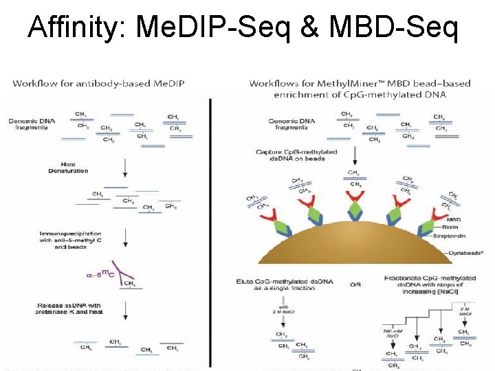 Affinity: Me. DIP-Seq & MBD-Seq 