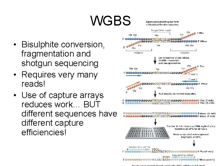 WGBS • Bisulphite conversion, fragmentation and shotgun sequencing • Requires very many reads! •