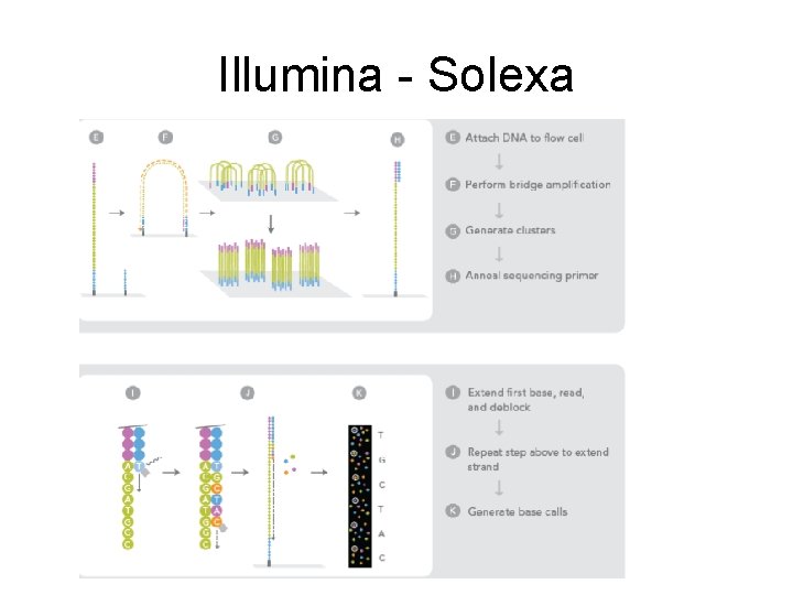 Illumina - Solexa 