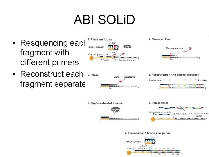 ABI SOLi. D • Resquencing each fragment with different primers • Reconstruct each fragment