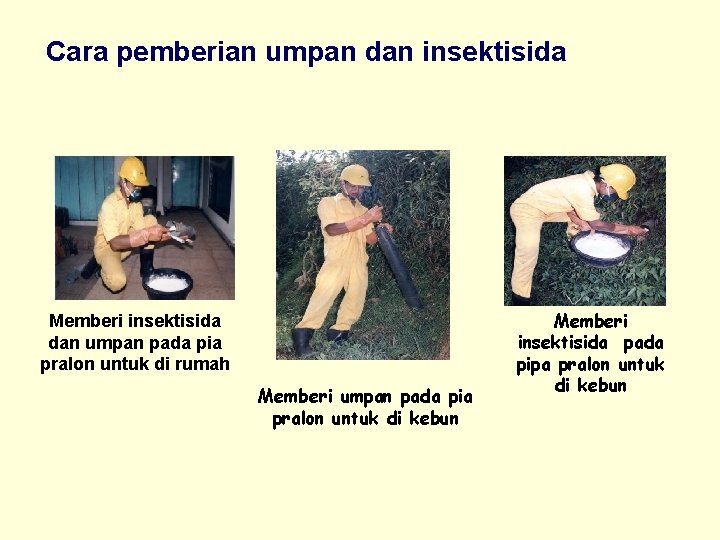 Cara pemberian umpan dan insektisida Memberi insektisida dan umpan pada pia pralon untuk di