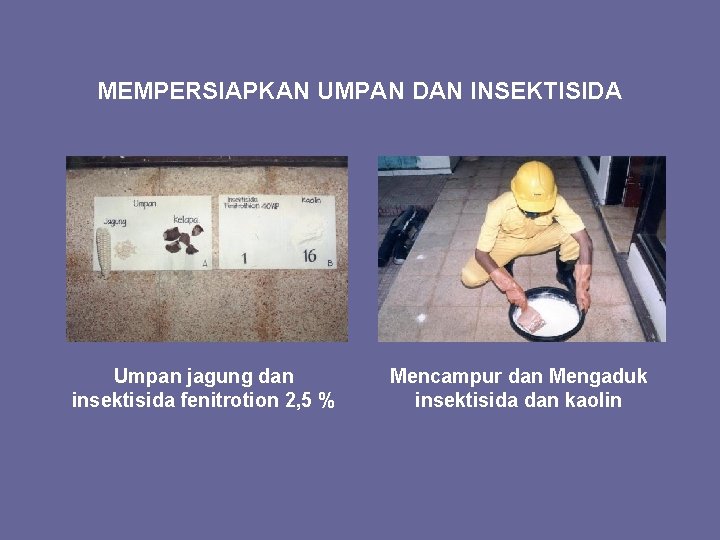 MEMPERSIAPKAN UMPAN DAN INSEKTISIDA Umpan jagung dan insektisida fenitrotion 2, 5 % Mencampur dan