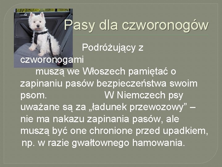 Pasy dla czworonogów Podróżujący z czworonogami muszą we Włoszech pamiętać o zapinaniu pasów bezpieczeństwa