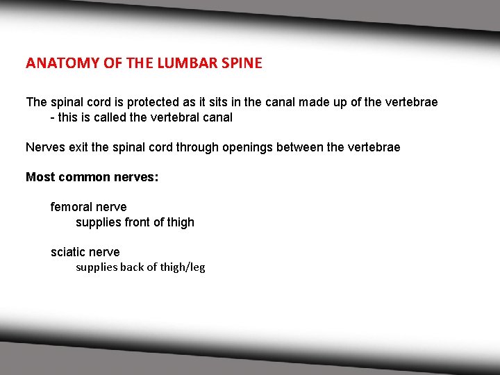 ANATOMY OF THE LUMBAR SPINE The spinal cord is protected as it sits in