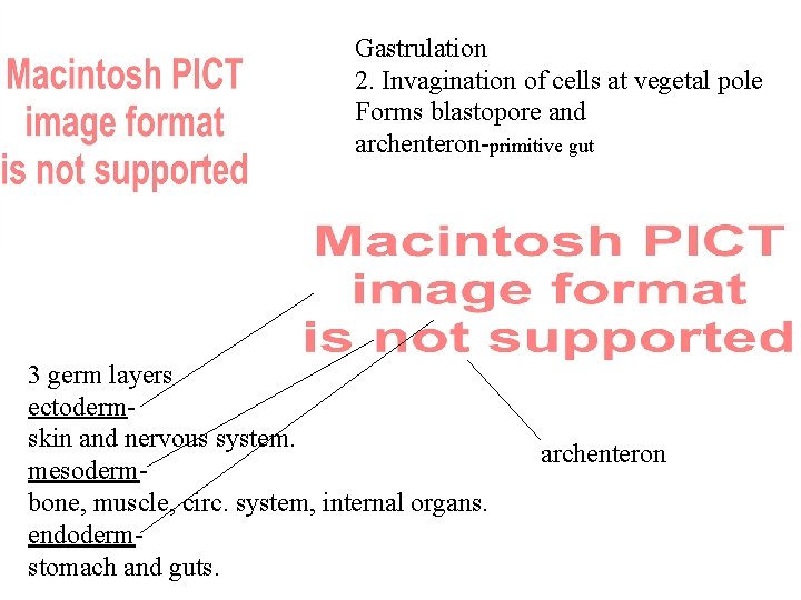 Gastrulation 2. Invagination of cells at vegetal pole Forms blastopore and archenteron-primitive gut 3
