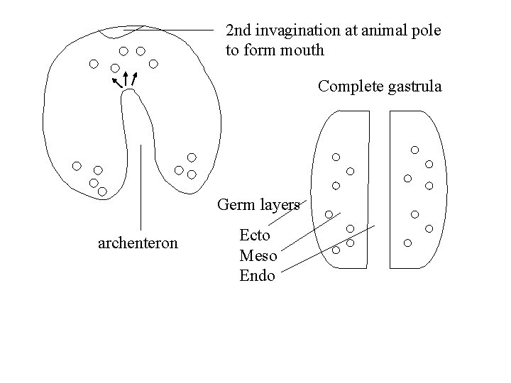 2 nd invagination at animal pole to form mouth Complete gastrula Germ layers archenteron