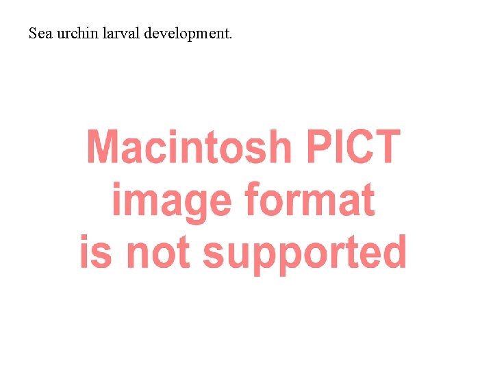 Sea urchin larval development. 