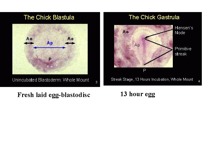 Fresh laid egg-blastodisc 13 hour egg 