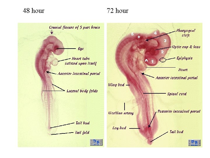 48 hour 72 hour 