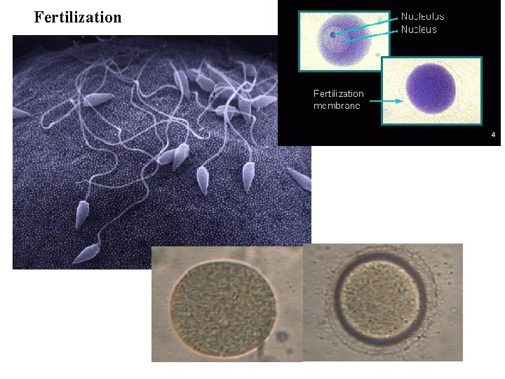 Fertilization 